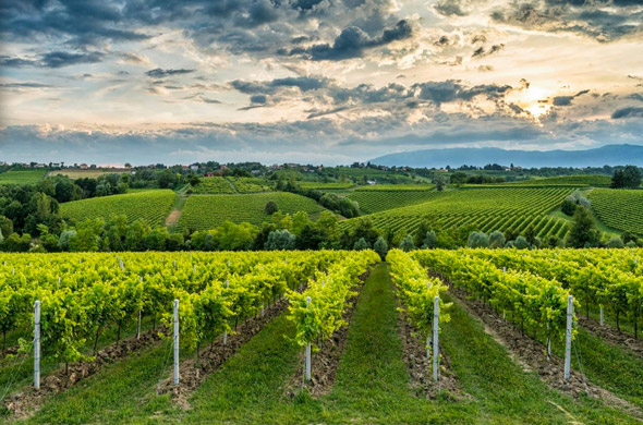Primavera del Prosecco